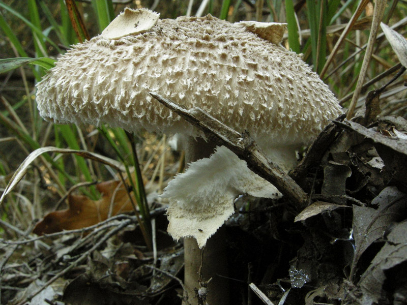 Echinoderma  asperum?